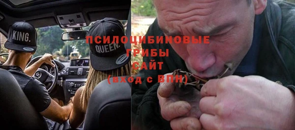 индика Ельня