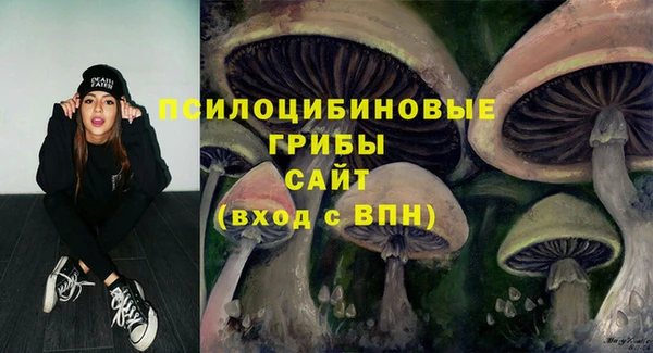 индика Ельня