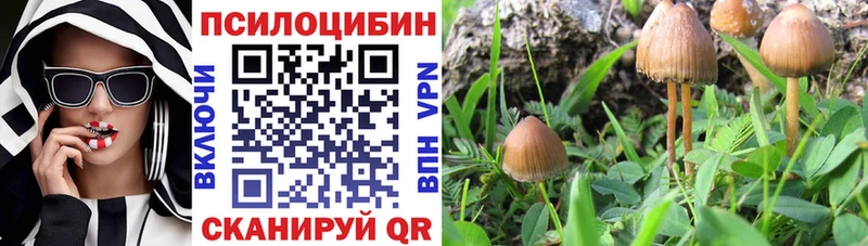 Купить где  Западная Двина  Галлюциногенные грибы Psilocybe 